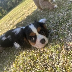 Tri Colour Male cavalier King Charles Puppy, Double vaccinated /Cavalier King Charles Spaniel//Younger Than Six Months,This little boy is available available for his home now, double vaccinated and ready to enjoy his new Fur-Ever home with you.This boy has an umbilical hernia, so this will need to be fixed upon desexing and is discounted accordingly.Last photo is the mother.We are audited, registered ethical breeders RPBA Number 772. We have been breeding for over 20 years and strive to produce beautiful, healthy puppies ethically.Our pups are dry well raised and cared for, this includes worming every 2 weeks from birth, vaccinations, vet checks and microchipping. They also come with a puppy pack to get you started.Our fur babies are raised in our home with us, not raised outdoors or in kennels and this shows in their temperament, they are very intelligent and have a beautiful nature as their parents have.We treat all our dogs as part of the family and each of our Cavalier King Charles Spaniel breeders has received a full DNA profile through Orivet.We put a lot of love and attention into them to make sure they adjust well with their new owners and grow to be happy adults.Puppies have started toilet training.We are more than welcome for you to view/visit for yourself. If you are not able to do this then we can FaceTime or Skype.I am happy to help organise interstate transport.I am happy to arrange viewings at a mutually agreed time. Please contact me to discuss.If you are interested then please feel free message me.RPBA 772 Full Audited memberBIN0002463942293