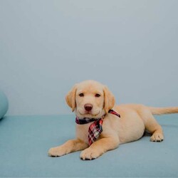 Pure-bred Golden Labrador Retriever Puppies for Sale/Labrador Retriever//Younger Than Six Months,Surprise your loved one with the gift of a lifetime! Our litter of 11 adorable Labrador Retriever puppies are looking for their forever homes, and one of them is the perfect addition to your family. With their cute faces, wagging tails, and endless love, these puppies will melt your heart.These puppies are not only vet-checked, microchipped, vaccinated, and wormed, but their parents have also been health checked to ensure the healthiest puppies possible. Give us a call on ******8996 for more details REVEAL_DETAILS Plus, one of the girls has a unique look with ash colored eyes, a pink nose, and a beautiful golden coat, making her a one-of-a-kind addition to your family. ( This rare gene is known as the Dudley Labrador gene, adding to her special and unique personality. )Update - Only 2 boys & 3 girls remainingHurry up and give us a call if you don't want to miss out on this amazing opportunity to bring a new best friend into your life. ******8996 REVEAL_DETAILS Microchip numbers : 956000016634389 95600001663729 956000016663125 956000016661126 956000016633182 956000016687642 956000016634145 956000016660817 956000016663779 956000016660998 956000016633047
