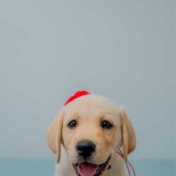 Pure-bred Golden Labrador Retriever Puppies for Sale/Labrador Retriever//Younger Than Six Months,Surprise your loved one with the gift of a lifetime! Our litter of 11 adorable Labrador Retriever puppies are looking for their forever homes, and one of them is the perfect addition to your family. With their cute faces, wagging tails, and endless love, these puppies will melt your heart.These puppies are not only vet-checked, microchipped, vaccinated, and wormed, but their parents have also been health checked to ensure the healthiest puppies possible. Give us a call on ******8996 for more details REVEAL_DETAILS Plus, one of the girls has a unique look with ash colored eyes, a pink nose, and a beautiful golden coat, making her a one-of-a-kind addition to your family. ( This rare gene is known as the Dudley Labrador gene, adding to her special and unique personality. )Update - Only 2 boys & 3 girls remainingHurry up and give us a call if you don't want to miss out on this amazing opportunity to bring a new best friend into your life. ******8996 REVEAL_DETAILS Microchip numbers : 956000016634389 95600001663729 956000016663125 956000016661126 956000016633182 956000016687642 956000016634145 956000016660817 956000016663779 956000016660998 956000016633047