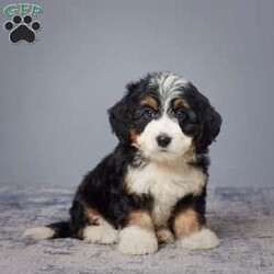 Donald/Mini Bernedoodle									Puppy/Male	/8 Weeks,Meet Donald, the charming Mini Bernedoodle pup who’s set to steal hearts. With a clean bill of health from a vet check, Donald is a picture of vitality. Brought up in a caring family environment, he’s well-prepared to be a loving companion.