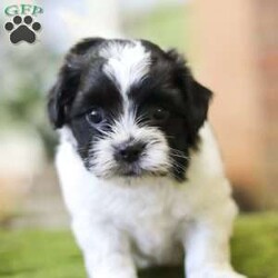 Mushroom/Shih Tzu									Puppy/Male	/5 Weeks,Meet Mushroom, the most darling little AKC Shih-Tzu puppy! Every step he takes is an adventure, his tiny paws patter across the grass looking for toys or anything he can explore. His ears perk up at the slightest sound, showcasing his insatiable curiosity about the world around him. He loves if someone spends time with him, and he never fails to make us smile with his cute puppy antics and playfulness! Since the day that he was born we spent a lot of time with him, which results in a confident and adaptable dog. We want to make the transition to his new home as smooth as possible!