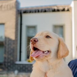Pure-bred Golden Labrador Retriever Puppies for Sale/Labrador Retriever//Younger Than Six Months,Surprise your loved one with the gift of a lifetime! Our litter of 11 adorable Labrador Retriever puppies are looking for their forever homes, and one of them is the perfect addition to your family. With their cute faces, wagging tails, and endless love, these puppies will melt your heart.These puppies are not only vet-checked, microchipped, vaccinated, and wormed, but their parents have also been health checked to ensure the healthiest puppies possible. Give us a call on ******8996 for more details REVEAL_DETAILS Plus, one of the girls has a unique look with ash colored eyes, a pink nose, and a beautiful golden coat, making her a one-of-a-kind addition to your family. ( This rare gene is known as the Dudley Labrador gene, adding to her special and unique personality. )Update - Only 2 boys & 3 girls remainingHurry up and give us a call if you don't want to miss out on this amazing opportunity to bring a new best friend into your life. ******8996 REVEAL_DETAILS Microchip numbers : 956000016634389 95600001663729 956000016663125 956000016661126 956000016633182 956000016687642 956000016634145 956000016660817 956000016663779 956000016660998 956000016633047