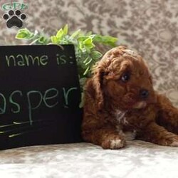 Jasper/Cavapoo									Puppy/Male	/8 Weeks,If you are looking for a fun and loving Cavapoo Puppy, look no further! Jasper is very playful and ready to bounce his way into your heart and home! Jasper has a nice fluffy coat of reddish brown fur and comes from a great home where he was raised by the Stoltzfus children. Both of the parents are the Stoltzfus family pets and are available to meet. This terrific pup is vet checked and up to date on shots and wormer, plus comes with a 6 month genetic health guarantee provided by the breeder. To learn more about this percious pup, please contact the Stoltzfus family today.