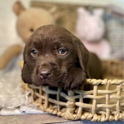 Labrador puppies READY NOW/Labrador Retriever//Younger Than Six Months,Chocolate Purebred Labrador PuppiesFemales and Males availableWHEN ONLY THE BEST WILL DOLabradors are kind affectionate dogs, smart & quick learning. Love food and human attention. Can be suited to all living conditions. These puppies will mature to medium size & will be solid buildsBoth parents have clear DNA, and good hip and elbow scores. This means the puppies are clear from genetic diseases. The parents love to swim and have cuddles and are viewablePuppies are currently eating Hypro puppy kibble, kangaroo mince, chicken mince and are well handled and socialisedPuppies are/come with:Veterinary Health CertificateMicrochip & first Vaccination (C3)6 week puppy insurance through PetplanWormed fortnighlty with DrontolPuppy pack including hypro puppy foodFollow up questions or adviceCall or message for more information and to view. FaceTime or what’s app video calls also availablePlease make sure you have permission from anyone that influences your decision to add a puppy to the family like real estate, partner, parensts.RPBA #10343 verify with number ******9277 REVEAL_DETAILS 