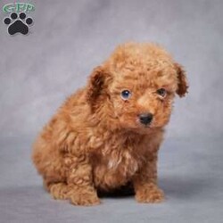 Ned/Toy Poodle									Puppy/Male	/6 Weeks,AKC registered / Genetically tested Parents – Happy and healthy – Toy Poodle – Up to date on and deworming – Microchipped – 6 month health/1 year genetic guarantees(1yr/2yr if you remain on recommended food)- Full vet examination Call/text/email to schedule a time to come out and visit. We can ship to you, or can meet you at our airport. We can also meet in between if a reasonable distance.