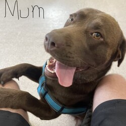 Labrador puppies READY NOW/Labrador Retriever//Younger Than Six Months,Chocolate Purebred Labrador PuppiesFemales and Males availableWHEN ONLY THE BEST WILL DOLabradors are kind affectionate dogs, smart & quick learning. Love food and human attention. Can be suited to all living conditions. These puppies will mature to medium size & will be solid buildsBoth parents have clear DNA, and good hip and elbow scores. This means the puppies are clear from genetic diseases. The parents love to swim and have cuddles and are viewablePuppies are currently eating Hypro puppy kibble, kangaroo mince, chicken mince and are well handled and socialisedPuppies are/come with:Veterinary Health CertificateMicrochip & first Vaccination (C3)6 week puppy insurance through PetplanWormed fortnighlty with DrontolPuppy pack including hypro puppy foodFollow up questions or adviceCall or message for more information and to view. FaceTime or what’s app video calls also availablePlease make sure you have permission from anyone that influences your decision to add a puppy to the family like real estate, partner, parensts.RPBA #10343 verify with number ******9277 REVEAL_DETAILS 