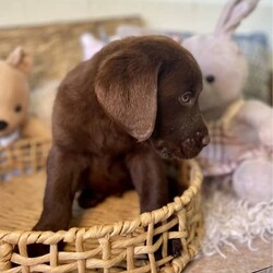 Labrador puppies READY NOW/Labrador Retriever//Younger Than Six Months,Chocolate Purebred Labrador PuppiesFemales and Males availableWHEN ONLY THE BEST WILL DOLabradors are kind affectionate dogs, smart & quick learning. Love food and human attention. Can be suited to all living conditions. These puppies will mature to medium size & will be solid buildsBoth parents have clear DNA, and good hip and elbow scores. This means the puppies are clear from genetic diseases. The parents love to swim and have cuddles and are viewablePuppies are currently eating Hypro puppy kibble, kangaroo mince, chicken mince and are well handled and socialisedPuppies are/come with:Veterinary Health CertificateMicrochip & first Vaccination (C3)6 week puppy insurance through PetplanWormed fortnighlty with DrontolPuppy pack including hypro puppy foodFollow up questions or adviceCall or message for more information and to view. FaceTime or what’s app video calls also availablePlease make sure you have permission from anyone that influences your decision to add a puppy to the family like real estate, partner, parensts.RPBA #10343 verify with number ******9277 REVEAL_DETAILS 