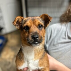 Adopt a dog:French Toast/Norfolk Terrier/Male/Young,This ADORABLE little terrier mix is French Toast. He is around 1 year old, and was found as a stray by a good samaritan who brought him to us! French Toast is a super sweet, goofy, playful little guy who is all about fun! He's got the cutest little legs and when he gets the zoomies, look out, LOL! French Toast is going to make a wonderful family dog for someone committed to training and give this little guy all the love he deserves! 

We promised French Toast that the rest of his life, would be the best of his life. Could that be with you? 

***Learn more and APPLY to adopt at FINALVICTORYRESCUE.COM. A PetFinder Inquiry is not our application.***