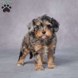Homer/Cavapoo									Puppy/Male	/6 Weeks,AKC registered / Genetically tested Parents – Happy and healthy – F1 Cavapoo – Up to date on and deworming – Microchipped – 6 month health/1 year genetic guarantees(1yr/2yr if you remain on recommended food)- Full vet examination Call/text/email to schedule a time to come out and visit. We can ship to you, or can meet you at our airport. We can also meet in between if a reasonable distance.