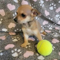 Adopt a dog:Jon Bone Jovi/Chihuahua/Male/Baby,ADOPT ME ONLINE: https://ophrescue.org/dogs/12953

I'm guessed to be a 6wk old male Mixed breed dog. Because Im still a baby, I will require an adopter who is not out of the home for more than 4 hours at one time to continue my training - no exceptions! I will be up-to-date on age appropriate vaccines. I MUST stay out of public places where I could be exposed to the germs of many other dogs for another 2-3 weeks after I go home. The no puppy zones include all pet stores, dog parks, and for apartment dwellers, areas used by other dogs. These requirements are strictly for the puppys medical safety and longevity.
This pet is expected to arrive at an Operation Paws for Homes Foster Home soon. If you are interested in adoption, please submit your application so that you may be pre-approved prior to arrival. All pets must be granted a Health Certificate in order to cross state lines and come to the rescue. Obtaining the health certificate is largely dependent on veterinary resources at the originating animal shelter so some pets may not arrive as planned.To adopt fill out the simple online application at https://ophrescue.org 
Operation Paws for Homes, Inc. (OPH) rescues dogs and cats of all breeds and ages from high-kill shelters in NC, VA, MD, and SC, reducing the numbers being euthanized. With limited resources, the shelters are forced to put down 50-90% of the animals that come in the front door. OPH provides pet adoption services to families located in VA, DC, MD, PA and neighboring states. OPH is a 501(c)(3) organization and is 100% donor funded. OPH does not operate a shelter or have a physical location. We rely on foster families who open their homes to give love and attention to each pet before finding a forever home.All adult dogs, cats, and kittens are altered prior to adoption. Puppies too young to be altered at the time of adoption must be brought to our partner vet in Ashland, VA for spay or neuter paid for by Operation Paws for Homes by 6 months of age. Adopters may choose to have the procedure done at their own vet before 6 months of age and be reimbursed the amount that the rescue would pay our partner vet in Ashland.
