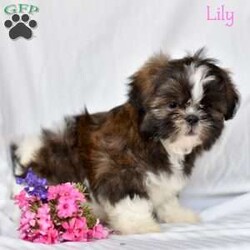Lily/Shih Tzu									Puppy/Female	/8 Weeks,If you are in search of Shih Tzu puppies , look no further! These puppies are not only adorable but also come with the assurance of being vet checked and family raised.These puppies are ACA registered.