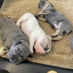 Frenchie pups for sale looking for their forever homes/French bulldogs/Mixed Litter/3 weeks,1 boy and 4 bitch Frenchie pups looking for their forever homes, mum and dad are kc registered, all pups will be vet checked, microchipped and have their first injection. Mum and dad can both been seen on the visit, both mum and dad have great personality and are great family pets, Tokoyo ( mum) is a great friendly dog and is a loving mum to the puppies and we’re looking for these guys to have great loving new homes, any more questions please message me, They will be ready in 5 weeks to join their new families.