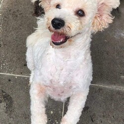 Adopt a dog:Snowy/Bichon Frise/Male/Young,Age: 1 year old
*Gender: Neutered Boy
*Breed: Bichon Frise
*Weight: 15lbs
*Dogs: Very friendly
*Cats: No interest
*Kids: Not tested
*Housebroken: Using a pee pad but makes mistakes sometimes
*Cratetrained: Yes
*Leash: Loves to go out for walk
*Behavioral: No
*Seperation Anxiety: No
*Food or Resource guarding: No
*Barker: He barks when he wants to get attention or when other dogs get newly introduced to his space.
*Riding a car: Good
*Diet: Good eater
*Toys: Loves to play with toys
*Territorial Marking: He could do territorial marking at the new places but it will be stopped once he gets used to the new place.

*Story: Snowy was pulled out of the high kill local shelter. He hasn’t gotten any adoption inquiries for an extended period time which put him at higher risk of being euthanized.

If you are looking for a super people-friendly pup, don’t look further. Snowy is the one. This best companion boy will love to cuddle with you and will always stay near you whenever you are at home. We just don’t understand why his previous family abandoned him but obviously it’s their loss as Snowy will live many blessing years with his new family.

*Ideal family:
-The young family who stays active and loves outings
-He would be a good second dog
-The family looking for the best snuggler
-The house with a fenced backyard would be idea

*Medical Note: Negative on Giardia and Parvo, Heartworm. Other medical conditions are not reported.

If you like this boy,  please fill out our adoption application:

https://forms.gle/g2FGnLNZMfxRL9P26