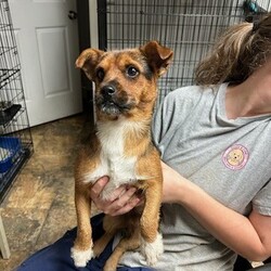 Adopt a dog:French Toast/Norfolk Terrier/Male/Young,This ADORABLE little terrier mix is French Toast. He is around 1 year old, and was found as a stray by a good samaritan who brought him to us! French Toast is a super sweet, goofy, playful little guy who is all about fun! He's got the cutest little legs and when he gets the zoomies, look out, LOL! French Toast is going to make a wonderful family dog for someone committed to training and give this little guy all the love he deserves! 

We promised French Toast that the rest of his life, would be the best of his life. Could that be with you? 

***Learn more and APPLY to adopt at FINALVICTORYRESCUE.COM. A PetFinder Inquiry is not our application.***