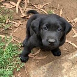 Purebred Labrador Puppies Rosie 16-07-2023/Labrador Retriever//Younger Than Six Months,All our adults have been hip & elbow scored and DNA Health tested.Ready to leave mum (Rosie) 09-09-2023We have EFTPOS facilities available if needed.Purebred Labrador Puppies gorgeous blonde/gold/fox red or black males & females available :)Date of birth 16-07-2023, pups have been microchipped, vaccinated & vet checked, our pups are wormed regularly, our labs are purebred they do not come with papers, they are bred for pets, not for showing. You can come to view the pups (by appointment) once they have been vaccinated & microchipped at six weeks old, pups will be ready to leave here from the 09-09-2023.We feed our pups Black Hawk Chicken & Rice puppy food, they get to take home a puppy showbag with toys etc and a BlackHawk showbag, pups also come with 2 months free Pet Insurance that you can register for via Bow Wow Meow, our pups also come with a 3 year 100% money back health guarantee, all our adults have been DNA tested for any health issues & they have all had their hips & elbows scored.Please make sure when you buy a puppy that you purchase from a registered breeder or at the very least that the parents have been DNA tested for any health issues & they have had their hips & elbows scored & that your pup comes with a 3 year 100% money back health guarantee. Photo’s from previous litters xMicrochip numbers956000015911885956000016249563956000016245504956000015916718956000016247080956000016239482Please feel free to text Jackie on ******** 213 & check us out on facebook - Labs at Gilderoy, we have amazing reviews, we have been breeding Labs for over 20 years and we have a fantastic record :) REVEAL_DETAILS Domestic Animal Business Number 23/ANB (Yarra Ranges Council), Source Number BR101080