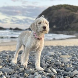 Peaches - Labradoodle - Ideal Family Pet/Labrador Retriever/Female/Younger Than Six Months,Peaches (15 w.o) is a beautiful, affectionate labradoodle puppy. She has had a great start to life on our 24 acre property.She loves cuddles and playing, and hardly ever barks. Her dad is a standard poodle with a white, wool coat and the personality of a gentleman. Her mum is an energetic, happy labrador who loves swimming in the dam. Both parents live with us.We are selling Peaches at 15 weeks because she was from a large litter and our family was too busy to focus on selling. All the puppies were beautiful. The fact that she is nearly the last to go is just the luck of the draw. She has a great temperament and is very healthy.She is not a fussy eater, she has been around cats, children and other dogs. She won’t shed much and she will grow to become a loyal member of your family.Naturally, she comes vet checked and microchipped with first vax.She also has a brother (blue collar) who is advertised elsewhere.We are registered breeders (13710 Responsible Pet Breeders) and this ad complied with Gumtree pet policy. 