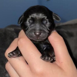 Adopt a dog:Lilo/Chihuahua/Female/Baby,Female, ~3 days old, ~3 lbs.

Approximate Age:

~3 days old

Approximate Weight/Size:

Small

Good with:

Dogs

Not tested with:

Cats, Kids

Hi, I'm Lilo! I'm a sweet Chi mix and the female pup of another RDR dog named Nani. Because I'm just a baby, I need to be adopted with my momma
until I am about 8 weeks old (11/8/2023), then we can be separated
. The nice folks at RDR will update my profile when they learn more about me.

I can't wait to find a forever home where I can share all the love I've got to give!

A few things to consider before applying to adopt a puppy:

- Puppies require a lot of upfront work including both obedience and house training.

- Puppies cannot be left home alone for long periods while they are young.

- You might need to 