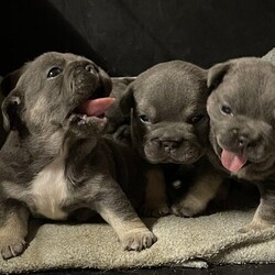 Gorgeous boys and girls French bulldogs/French bulldogs/Mixed Litter/9 weeks,These gorgeous boys and girls will be ready to go from the 15th of September when they will be 8 weeks old  mum is our beautiful lilac and tan girl who you will meet when visiting and dad is the most stunning boy around will take your breath away. Well  breed short stocky and absolutely gorgeous pictures do not do justice to these baby’s if your in the market for posably the best pups available at the moment get in touch. Priced to sell they won’t be around for long.