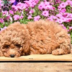 Buddy/Mini Goldendoodle									Puppy/Male	/9 Weeks,Handsome, sweet and ready to win your heart! This FB-1 Minnie Golden Doodle puppy is family raised and will do super with kids. Buddy is up to date with his first puppy shots and dewormers and has been vet checked. His mother is on the premises for you to see and meet. Call soon to make this outstanding puppy your own! He is ready for his new home anytime!