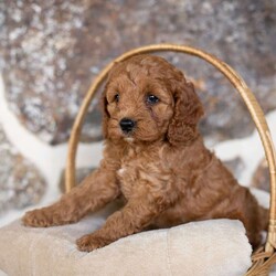 Bennett/Cockapoo									Puppy/Male	/6 Weeks,These puppies are loyal, fun-loving, and family raised (not to mention adorable!) We have young kids that love playing with them. Their personalities will make any of them the perfect addition to a loving home!