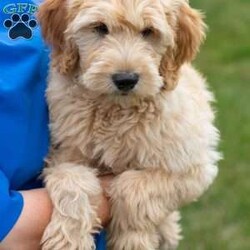 Jack/Mini Goldendoodle									Puppy/Male	/12 Weeks,Jack is one of our beautiful F1B Miniature Goldendoodles born to our family pet, Posey. Our puppies are family raised and are well socialized with people and other dogs. They are up to date on deworming and shots, including rabies. Jack is a friendly bundle of energy and always eager for cuddles. He will make a wonderful family pet! 
