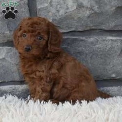 Benny/Miniature Poodle									Puppy/Male	/6 Weeks,I offer a one year health guarantee. Up to date on shots and dewormings. I’m looking for a loving indoor home. Shipping options are available anywhere in the US. All Sunday calls will be returned on Mondays. Thanks Jon 