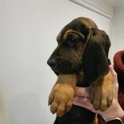Bloodhound x Coonhound/Bloodhound/Both/Younger Than Six Months,Beautiful puppies looking for their forever home.Pups are ready to go.4 male1 Female pups remain.All Pups are Vacinated and Microchiped. Any questions feel free to contact me.M ******4253 REVEAL_DETAILS Breeder reg: RBPA 10759