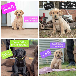 2 LEFT! DNA CLEAR LABRADOR PUPS!!! READY NOW!/Labrador Retriever/Both/Younger Than Six Months,READY NOW!!! Healthy & gorgeous looking 10 Pure Bred Labrador pups w only 1 YELLOW FEMALE & 1 BLACK FEMALE LEFT! (ALL PUPS ARE FULL DNA CLEAR thru parentage-FULL BREED PROFILE)BOTH parents are also HIP & ELBOW SCORED w fantastic results.MUM'S HIPS-3:4- ELBOWS-0:0DAD'S HIPS-1:0 ELBOWS-0:0DOB OF THE PUPS: 24/06/23AGE:JUST TURNED 12 WEEKS OLDREDUCED to $1200GREEN COLLAR BLACK FEMALE-SOLDREDUCED to $1100PINK COLLAR YELLOW FEMALE-SOLDPURPLE COLLAR YELLOW FEMALE-SOLDREDUCED to $1000YELLOW PUPS:PEACH COLLAR YELLOW FEMALEBLACK COLLAR YELLOW MALE-SOLDLIGHT BLUE COLLAR YELLOW MALE-SOLDBLACK PUPS:YELLOW COLLAR BLACK FEMALEBLUE COLLAR BLACK MALE-SOLD PENDING DELIVERYORANGE COLLAR BLACK MALE-SOLDRED COLLAR BLACK MALE-SOLD PENDING DELIVERYMum is a Pure Bred Fox Red Labrador and Dad is a Pure Bred Black Labrador. Both parents are very intelligent. They have the friendliest natures and super affectionate dogs. Mum loves our company, play fetch, to go for run/walk with us. Dad is very active, super playful dog. Loves to run around with all our Labradors, fetch ball and venture around. They are both super active, happy, very healthy parents.Each pup will come with copies of his parents' DNA health results/certificates✔️, his Vaccination card✔️, puppy guide✔️ and a puppy pack✔️. Puppy pack includes a blanket, collar, lead, toys, puppy pads, puppy bowl and a transition food. The food is a premium dry food (Advance) that pup is used to and you will receive a sample pack to get you started.DELIVERY:You are mostly welcome to pick up your pup or you can choose to have him/her delivered to your door. Meeting half point is also an option and can be arranged.Have done extensive deliveries all around Australia. I have arranged several flights that were sent interstate with one sent just a week ago and another one just 4 weeks ago to NT & 5 months ago to SA. Few months ago, also last years and few years back to WA, TAS. Very frequently to ACT and many areas of NSW almost every week. Going to SYD & ACT areas are mostly on a Thursday and free delivery on a Thursday.FREE DELIVERY:FREE DELIVERY from Parkes (road transport) to any Canberra, Blue Mountains, Orange-Bathurst, Central West, Mudgee, SYD areas including to Syd airport on 14th Sept, Thursday.Your pup can be delivered FREE to SYD including to SYD airport if the pup needs an interstate delivery as mentioned above. Flying the pup from Syd to destinations like NT, WA, SA, TAS, were our previous deliveries recently (NT was 3 weeks & few months ago to the others mentioned to be exact). Flight cost is AT THE NEW OWNER'S EXPENSE. Only the road transport from Parkes to Syd airport is free and only free on a Thursday. Any delivery to SYD airport from Parkes THAT IS NOT A THURSDAY WILL INCUR A DELIVERY FEE.DELIVERY W FEES:Have delivered several times to VIC too, pre, during & post Covid period. Meeting half point if you live in Melbourne can be arranged as well AND WILL INCUR A DELIVERY FEE. DELIVERY ANY DAY to VIC or down that way & DELIVERY to SYD, ACT, BATHURST-ORANGE, BLUE MOUNTAINS, MUDGEE or any Central West NSW areas ON A WEEKEND AND ANY DAY THAT IS NOT A THURSDAY WILL ALSO INCUR A DELIVERY FEE.WhatsApp is available for live viewing by appointment only.You may also contact me directly by text message to my mobile ******7134 is preferred so we can discuss your suitability as a pet owner and be sure you have selected the best pup for your needs and family situation. REVEAL_DETAILS I am licensed as a breeder and where there are many happy pet owners that have adopted through me.RPBA # 1473