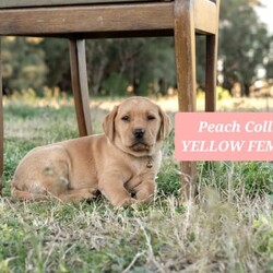 2 LEFT! DNA CLEAR LABRADOR PUPS!!! READY NOW!/Labrador Retriever/Both/Younger Than Six Months,READY NOW!!! Healthy & gorgeous looking 10 Pure Bred Labrador pups w only 1 YELLOW FEMALE & 1 BLACK FEMALE LEFT! (ALL PUPS ARE FULL DNA CLEAR thru parentage-FULL BREED PROFILE)BOTH parents are also HIP & ELBOW SCORED w fantastic results.MUM'S HIPS-3:4- ELBOWS-0:0DAD'S HIPS-1:0 ELBOWS-0:0DOB OF THE PUPS: 24/06/23AGE:JUST TURNED 12 WEEKS OLDREDUCED to $1200GREEN COLLAR BLACK FEMALE-SOLDREDUCED to $1100PINK COLLAR YELLOW FEMALE-SOLDPURPLE COLLAR YELLOW FEMALE-SOLDREDUCED to $1000YELLOW PUPS:PEACH COLLAR YELLOW FEMALEBLACK COLLAR YELLOW MALE-SOLDLIGHT BLUE COLLAR YELLOW MALE-SOLDBLACK PUPS:YELLOW COLLAR BLACK FEMALEBLUE COLLAR BLACK MALE-SOLD PENDING DELIVERYORANGE COLLAR BLACK MALE-SOLDRED COLLAR BLACK MALE-SOLD PENDING DELIVERYMum is a Pure Bred Fox Red Labrador and Dad is a Pure Bred Black Labrador. Both parents are very intelligent. They have the friendliest natures and super affectionate dogs. Mum loves our company, play fetch, to go for run/walk with us. Dad is very active, super playful dog. Loves to run around with all our Labradors, fetch ball and venture around. They are both super active, happy, very healthy parents.Each pup will come with copies of his parents' DNA health results/certificates✔️, his Vaccination card✔️, puppy guide✔️ and a puppy pack✔️. Puppy pack includes a blanket, collar, lead, toys, puppy pads, puppy bowl and a transition food. The food is a premium dry food (Advance) that pup is used to and you will receive a sample pack to get you started.DELIVERY:You are mostly welcome to pick up your pup or you can choose to have him/her delivered to your door. Meeting half point is also an option and can be arranged.Have done extensive deliveries all around Australia. I have arranged several flights that were sent interstate with one sent just a week ago and another one just 4 weeks ago to NT & 5 months ago to SA. Few months ago, also last years and few years back to WA, TAS. Very frequently to ACT and many areas of NSW almost every week. Going to SYD & ACT areas are mostly on a Thursday and free delivery on a Thursday.FREE DELIVERY:FREE DELIVERY from Parkes (road transport) to any Canberra, Blue Mountains, Orange-Bathurst, Central West, Mudgee, SYD areas including to Syd airport on 14th Sept, Thursday.Your pup can be delivered FREE to SYD including to SYD airport if the pup needs an interstate delivery as mentioned above. Flying the pup from Syd to destinations like NT, WA, SA, TAS, were our previous deliveries recently (NT was 3 weeks & few months ago to the others mentioned to be exact). Flight cost is AT THE NEW OWNER'S EXPENSE. Only the road transport from Parkes to Syd airport is free and only free on a Thursday. Any delivery to SYD airport from Parkes THAT IS NOT A THURSDAY WILL INCUR A DELIVERY FEE.DELIVERY W FEES:Have delivered several times to VIC too, pre, during & post Covid period. Meeting half point if you live in Melbourne can be arranged as well AND WILL INCUR A DELIVERY FEE. DELIVERY ANY DAY to VIC or down that way & DELIVERY to SYD, ACT, BATHURST-ORANGE, BLUE MOUNTAINS, MUDGEE or any Central West NSW areas ON A WEEKEND AND ANY DAY THAT IS NOT A THURSDAY WILL ALSO INCUR A DELIVERY FEE.WhatsApp is available for live viewing by appointment only.You may also contact me directly by text message to my mobile ******7134 is preferred so we can discuss your suitability as a pet owner and be sure you have selected the best pup for your needs and family situation. REVEAL_DETAILS I am licensed as a breeder and where there are many happy pet owners that have adopted through me.RPBA # 1473