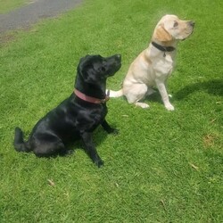 Black Labrador Puppies/Labrador Retriever/Both/Younger Than Six Months,Black Labrador puppies4 girls 3 boysReady for their forever homesVet check, microchipped, Vaccinated and wormed. Pups have been social with toddlers, cats, chooks and other dogs.Black mum and Gold dad as pictured. both beautifully natured dogs.