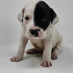 Alba /Pit Bull Terrier/Female/Baby
