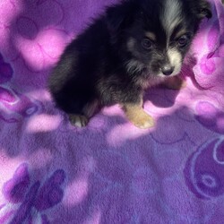 Adopt a dog:Ivy/Australian Shepherd/Female/Baby,Ivy is a sweet little mini aussie mix that is looking for her forever home. She is tiny and we don’t expect her to be over 20 pounds full grown we are not sure what she is mixed with but it is small. She is roughly 8 weeks old and eating on her own. 

For Pet's Sake Rescue is a Mississippi based rescue. Mississippi is overpopulated too many animals, not enough homes, and many high kill shelters. For Pet's Sake Rescue saves each animal from a different background.

***Breed input is required for each platform but is not guaranteed to be accurate. We do not DNA/Breed test. We discuss breed assignments with our vets to label them as accurately as possible***

For Pet's Sake Rescue transports animals to other states with better adoption potential. Our goal is to keep animals alive and out of kennels into their forever homes as quickly as possible. Each animal is quarantined and vetted during their time in our care. Each adopted pet is spayed/neutered, vaccinated, dewormed, microchipped and has current flea treatment unless otherwise noted. 

Please email monica@forpetssakerescue.org and put the pets name in the subject area. Once we review your application and check your vet reference, we will contact you to proceed. If both parties agree to the adoption, we will send you an Adoption Contract with an invoice. Once the invoice is paid, your pet is 