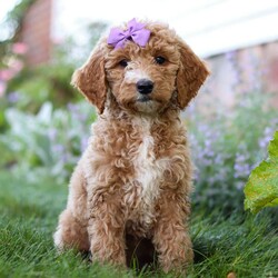 Lilly/Goldendoodle									Puppy/Female	/8 Weeks