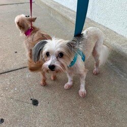 Adopt a dog:Delyle/Maltese/Male/Young,Hi I’m Delyle! I’m 8 pounds and about 2 years old. I’m ready to go into the world all on my own and find my family! I have the cutest under bite and fluffy ears! I think I’m a Maltese! Idk I just ended up at the shelter with my doggie family when our owner was too sick to care for us. They didn’t groom me either and I was covered in mats. My coat turned pink from water stains. Getting groomed was so scary but I feel so much better now! Everyone has been so nice to me. I love people and affection. Yes I mark a little bit and bark a little bit but I’m a young dog! I’m getting so much better since my foster has been training me! Will somebody love me? I love naps, cuddling, being held, watching movies, walks, adventures and naps. I’m good with dogs (esp small and medium dogs), cats and strangers. I’m learning to play and becoming more brave every day. I have never been on my own so I would really like another dog companion in the home! Love me forever please! Located in Fishtown, Philadelphia. Apply to adopt Delyle here: https://form.jotform.com/210548028856157