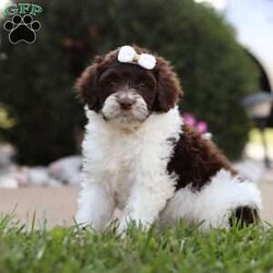 Ella/Portuguese Water Dog									Puppy/Female	/7 Weeks,Introducing Ella! A stunning, AKC Portuguese Water Dog, she has a friendly and outgoing temperament that seems to attract everyone she’s around. We spend lots of time socializing our puppies from day one, this helps them mature into confident and adaptable dogs. If you’re looking for a companion to spend the day at the park with, you’re at the right place! This little gal loves adventures or spending time with the people she loves. Portuguese Water Dogs are known to make great family pets, they are highly trainable and super gentle with children. The beautiful Mama to this litter is named Sofie and weighs 45 lbs. She has a super sweet personality and is a family favorite. The Dad is a handsome and intelligent fella and is always up for an adventure. All the babies are up to date on necessary vaccines and dewormer, and will be vet checked by our veterinarian. Our one year health guarantee is also included with each puppy. For any more information or to schedule a visit, please call or text anytime, Monday through Saturday! -Leah Mullet