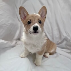 Adopt a dog:Billie/Pembroke Welsh Corgi/Male/Baby,Billi is a 11 week Corgi!  We have him because he has a healed closed cleft lip, His nose is perfectly straight.  It's up to the adopter if they wish to have a tooth removed or a retainer put in . It's purely cosmetics and nothing is wrong with his snout our vet have determined. WE think that makes him unique everyone and kids who meet him love him! He is still a great corgi, loves walks, playing with dogs and barking , cuddling, eating and drinking. Likes other dogs and just  little boy. He is a very good boy cries in his crate when he has to make!
Will try to get more photos but he is very squigley so its hard to take photos!  

1. Not housebroken so will need someone home with a flexible schedule.
2. PREFER  AN ACTIVE COUPLE OR FAMILY  THAT loves low maintenance dog. 
4. Have a nice size apartment for her to grow with plenty of parks nearby or a yard to play.
5. Please have a flexible position for a puppy and not planning a big vacation not longer then 2 weeks for the first 2 months of adoption. 

For consideration please be over 26 in NY, NJ or CT area only  dogs and cats are fine no kids under 8 while in training.  Have a home with lots of dog runs,  parks or fenced in yard. Have an visible IG account when we ask for it please. Be active for puppies no couch potatoes!  Thank you. Most of all please follow step below and do not call us we are volunteers!  Please note we do not adopt in the Bronx nor Staten Island.

We have trainers in Brooklyn, LIC, Astoria, Manhattan, LI, Westchester, NJ ,Philadelphia, and CT . Kids 8 and up. He is good with all kids but we prefer older children.


Step 1,  Email us suekmwdadoptions@gmail.com and tell us your experience with dogs and where u live. 2) If we need more info, we will send u an application 3) DO NOT CALL US 4) DO NOT EMAIL US at our website.  We get hundreds of people interested in adopting our dogs and can not possibly get back to everyone. Thank you for your cooperation. 

Please note we are volunteers and work with patients and can not take calls. Again email us only at the supplied email or via petfinder. Thank you.