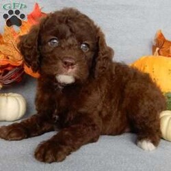 Bailey/Mini Labradoodle									Puppy/Female	/5 Weeks,Prepare to fall in love!!! My name is Bailey and I’m the sweetest little F1b mini labradoodle looking for my furever home! One look into my warm, loving eyes and at my silky soft coat and I’ll be sure to have captured your heart already! I’m very happy, playful and very kid friendly and I would love to fill your home with all my puppy love!! I am full of personality, and I give amazing puppy kisses! I stand out above the rest with my beautiful chocolate colored coat !!…  I will come to you vet checked and  up to date on all vaccinations and dewormings . I come with a 1 year guarantee with the option of extending it to a 3 year guarantee and  shipping is available! My mother is our precious Emmy, a 35#  mini labradoodle with a heart of gold and my father is Zeke, a 10#  mini poodle  and he has been genetically tested clear!!    I will grow to approx 20-25# and I will be hypoallergenic and nonshedding! !!… Why wait when you know I’m the one for you? Call or text Marilyn to make me the newest addition to your family and get ready to spend a lifetime of tail wagging fun with me!   (7% sales tax on in home pickups) Sunday inquiries will be returned on Mondays