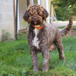 Max/Portuguese Water Dog									Puppy/Male	/6 Weeks,Introducing Max, a stunning, AKC Portuguese Water Dog! He has a friendly and outgoing temperament that seems to attract everyone he’s around. We spend lots of time socializing our puppies from day one, this helps them mature into confident and adaptable dogs. If you’re looking for a companion to spend the day at the park with, you’re at the right place! This little guy loves adventures or spending time with the people he loves. Portuguese Water Dogs are known to make great family pets, they are highly trainable and super gentle with children. The beautiful Mama to this litter is named Jill and weighs 40 lbs. She has a super sweet personality and is a family favorite. The Dad, Tucker weighs 47 lbs. He is a handsome and intelligent fella and is always up for an adventure. All the babies are up to date on necessary vaccines and dewormer, and will be vet checked. We also include the AKC registration application. Our one year genetic health guarantee is also included with each puppy. For any more information or to schedule a visit, please call or text anytime, Monday through Saturday! -Marilyn