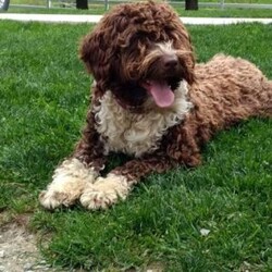 Hope/Portuguese Water Dog									Puppy/Female	/10 Weeks,Hi my Parents are both Genetically tested and hip and elbow certified for more info in visit my website