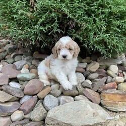 Princess/Mini Goldendoodle									Puppy/Female	/7 Weeks,Meet Princess .. She is a F1B Mini Goldendoodle Her Mom is a F1 Mini Goldendoodle and weighs around 35 lbs ..her dad is Mini Poodle and weighs 10 lbs . Princess is expected to weigh between 25 to 28 pounds fully grown. She is a super sweet girl that loves to run and play with her little friends but also loves to cuddle up with you and take a cozy nap .. Princess is updated on her shots and wormer and micro chipped and will also be vet checked before she leaves for her fur ever home . She will be available anytime after October 12th. But can be reserved anytime with a deposit via PayPal to reserve her for you . If u have questions please feel free to call or text me at any time… delivery is available for an additional fee 