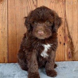 Hope/Portuguese Water Dog									Puppy/Female	/10 Weeks,Hi my Parents are both Genetically tested and hip and elbow certified for more info in visit my website