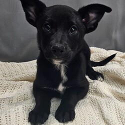 Adopt a dog:Dior/Border Collie/Female/Baby,this darling lil girl is 3 months old, she is just precious, currently about 10lb, def wont be more than 25-30lb full grown, she was rescued from a backyard breeder, she has since been fully vetted and ready for a loving family to call her own. to adopt this lil gem, click on link below for application. easy adoption process.
https://form.jotform.com/220057146504144?fbclid=IwAR3GikLye9gP9KoE_1AJsvdUuf8yFkre5GMxpffLoXcJs4bVjytyYsYI-O