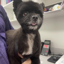 Adopt a dog:Teddy/Pomeranian/Male/Senior,Meet Teddy! This little Pomeranian is 9 years old and just 10 lbs. Teddy lives up to his name: he is the sweetest, fluffiest and cuddliest Teddy Bear come to life.


	General Behavior: Teddy is a sweet and gentle guy. He's laid back and chill, making for a great companion, especially if you're working from home or retired, he'll be your constant, calm sidekick. Every time he goes for a walk, he gets so many compliments and how cute and docile he is. He is soft and fluffy and his fosters really do call him Teddy Bear. Despite his age, sometimes you still see the puppy in him with his occasional outburst of excitement (especially if food is involved).
	Likes & Dislikes: Teddy just wants to be near his people. He will follow you around wherever you go. He doesn't mind being picked up and carried. He also loves going on car rides. He likes sleeping on high back dog beds where he can snuggle in the corner. He doesn't really play with toys, but he sure does love treats and meal time.
	Training: Teddy is a little gentleman! He is housetrained if let out regularly, he walks well on a leash, he's well behaved in the car and generally he has great basic manners. He is food motivated and can sit and give you his paw while waiting for his treat. He can mesmerize you with his puppy eyes but don't be fooled: he is patiently waiting for you to drop something to eat.
	Medical: Teddy takes his monthly heartworm and flea preventatives as each dog should, but he also suffers from environmental allergies so when he gets itchy, a quick allergy shot does the trick (he currently has a Cytopoint shot as-needed when Florida allergens are at their worst). Teddy is also on daily oral medication, he takes Enalapril for his heart (which is mildly enlarged) and Hycodan to manage a cough - both medications are completely effective and Teddy lives a normal, happy and comfortable life - these meds run less than $20/month. 
	Other Animals: Teddy is just fine with other dogs and cats too - he's such a chill guy, he doesn't mind the company of furry friends at all as long as they're friendly like he is.
	Children: Gentle Teddy is good with respectful children. 
	Home: Teddy would do well in an apartment, condo, or single-family home - a yard to roam and do his business is great, but leashed walks work well for this little guy too, he's not picky!
	Grooming: As a Pomeranian, Teddy will need professional grooming every 8-10 weeks with nail trims and at-home baths in between. Teddy is great with groomingm he doesn't fuss a bit and he's a perfect gentleman for his spa treatments. 
	Overall: Teddy is a wonderful little dog who would make a great companion for someone who's looking for an adorable, devoted sidekick and someone who is committed to spoiling him rotten and snuggling him like a Teddy Bear for the rest of his life. 


Is Teddy the best friend you've been waiting for? Then visit our website www.PoodleandPoochRescue.org where you will find the application to adopt. You'll be put in contact with his foster family if it's a match. He is up to date on vaccines, heartworm negative, microchipped, neutered and recently had his teeth cleaned. His adoption donation is $250.