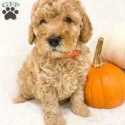 Puddels/Cockapoo									Puppy/Male	/8 Weeks,Hi I’m Puddles! I’m a F1bb cockapoo with red, curly, soft fur. I enjoy playing with my brothers and sister whenever I get a chance! I love snacks and making plenty of time for snuggles! I’m in the early stages of potty training and I’m up to date on all my vaccines. When I find my new home I bring a “Puppy Care Package” with me! It has a bag of the food I’m use to, some teething bones, and a favorite toy of mine. I also come with a year health guarantee.