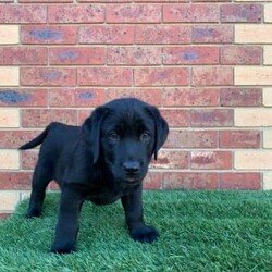 Pedigree Labrador Puppies( price is negotiable )/Labrador Retriever/Male/Younger Than Six Months,If you see my ad, yes pet is still for sale.Beautiful black and yellow ( males and females) Labrador puppies are looking for forever home. DOB is 10/08/23 and pups are ready to go now. Pups will come with: first vaccination, microchip, health certificate from Vet and wormed every 2weeks since born. Parents got Excellent hip/elbow scores and DNA tests and Eyes tests.Dad is yellow colour: Hip 3 / Elbow 0Mum is black colour: Hip 6 / Elbow 0Mum is medium size 28kg and Dad is 35kgMum is available for view.If you are interested send me a message please.956000016351079956000016330949956000016340232956000016334080