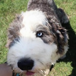 Rick/Old English Sheepdog									Puppy/Male	/5 Weeks,Rick is a Blue Eyed OES from Champion Lines. Our OES are available to PET homes only. Ready to go home November 10th! Momma is an OES named Rain and dad is an OES named Moose!