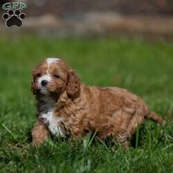 Scarlett/Cavapoo									Puppy/Female	/5 Weeks,Our Cavapoo puppy is known for its affectionate and friendly nature. Cavapoos are a delightful mix of Cavalier King Charles Spaniel and Poodle, making them incredibly sweet, intelligent, and adaptable. This little pup is no exception, with a loving disposition that will make it the perfect addition to any household.