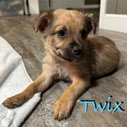 Adopt a dog:Twix/Mixed Breed/Male/Young,You can fill out an adoption application online on our official website.Twix is 1 of 10 babies born to mother Candy. Mom Candy is a small 20-30lb young adult who is sweet as sugar. The babies were born on September 8th, 2023 and will be available to go home at 8 weeks old on November 3rd, 2023. Feel free to put in an application in advance to get approved today!

To apply: https://papitstop.org/adoptable
