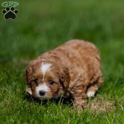 Scarlett/Cavapoo									Puppy/Female	/5 Weeks,Our Cavapoo puppy is known for its affectionate and friendly nature. Cavapoos are a delightful mix of Cavalier King Charles Spaniel and Poodle, making them incredibly sweet, intelligent, and adaptable. This little pup is no exception, with a loving disposition that will make it the perfect addition to any household.