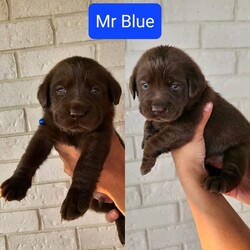 Purebred Labrador Retriever Puppies/Labrador Retriever/Both/Younger Than Six Months,7 adorable, healthy, purebred labrador retriever puppies. Currently 3 weeks old. Born on the 27th of September 2023. Will be ready for their new homes on the 11th of November (Saturday). Will come with vaccination, wormed every 2 weeks and microchipped.Dad - dudley labrador - is purebred and pedigree paperedMum - chocolate labrador - is purebred but not papered.So pups won't be papered.Price is VERY negotiable as we are selling our pups as pets and want them to find a loving home. Mum and Dad are also available for viewing. Please don't hesitate to message for more details and about pricing.Breeder Identification Number (BIN) : 0012952060704
